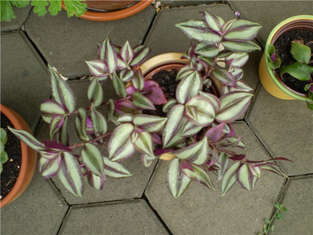 tradescantia